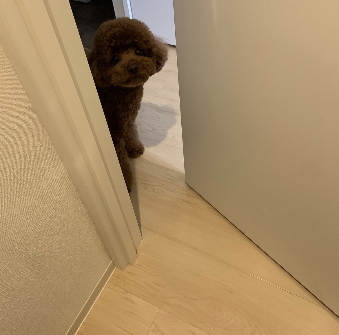 __01219's tweet photo. いまのお家に引っ越したての1枚目と現在の2枚目

やってる事は変わりないけど、現在の方が
圧がすごい🫡

#tinypoodle
#タイニープードル https://t.co/XWkt3dWCgY