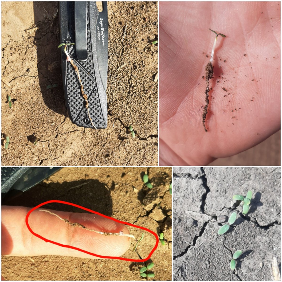 AgronomyJohnny's tweet image. I'm always amazed at how alfalfa roots are already &amp;gt;2" when the seedling emerges.  Alfalfa roots grow so fast that there isn't much need for continual irrigation after seedling emergence unless soil is very sandy.