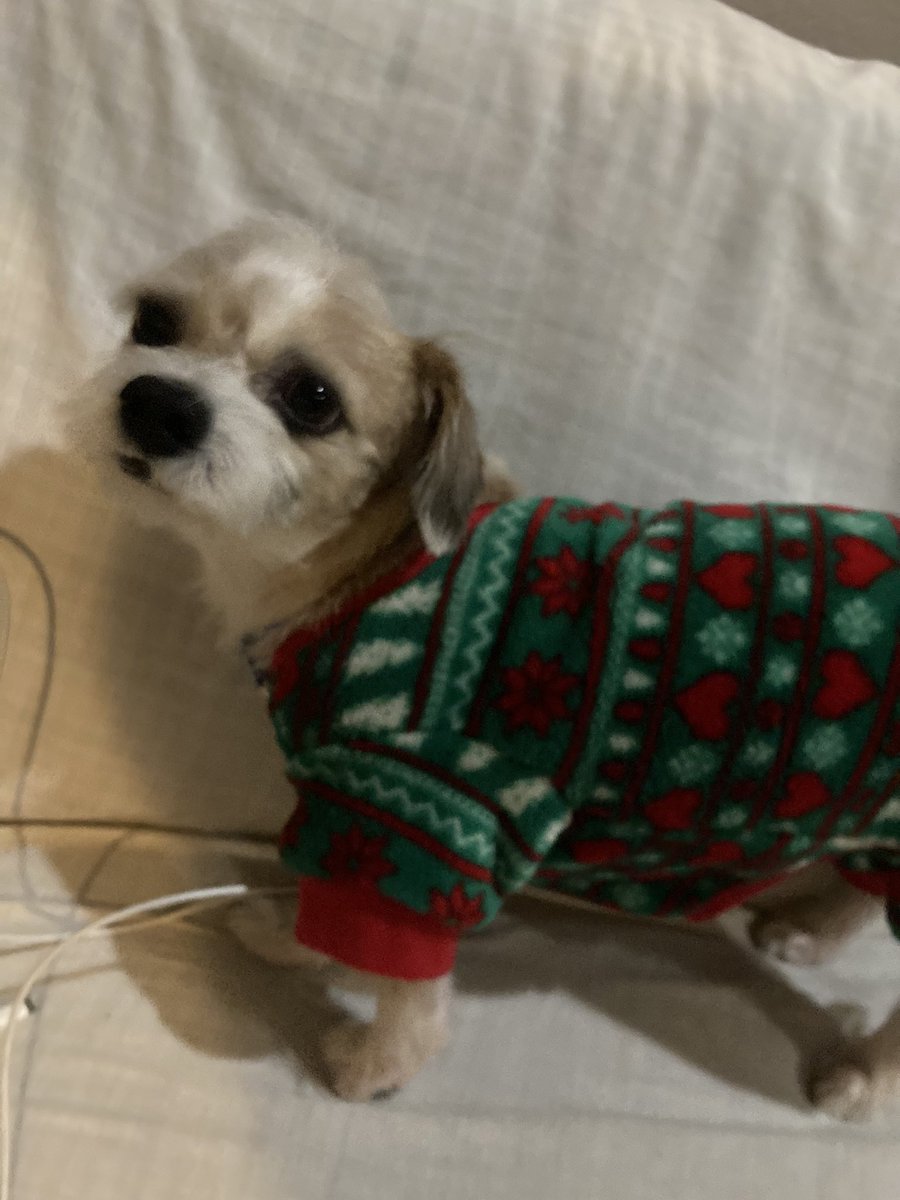 leslows's tweet photo. @boopiskat teddy in his jammies this is what i can offer https://t.co/O1hqFe3XYs