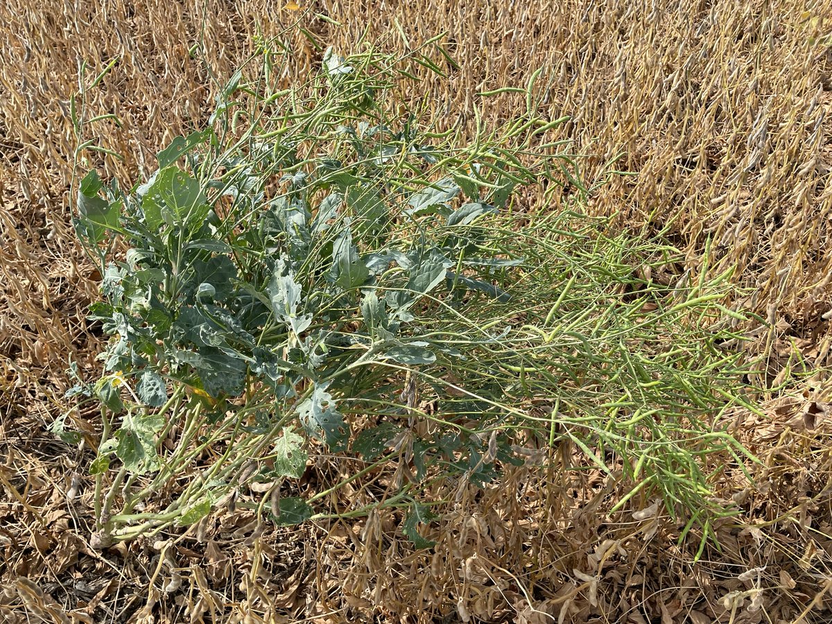 Some of the canola cover crop must’ve been glyphosate and dicamba tolerant. I wonder if I had a full stand of these if it would yield more than the beans…