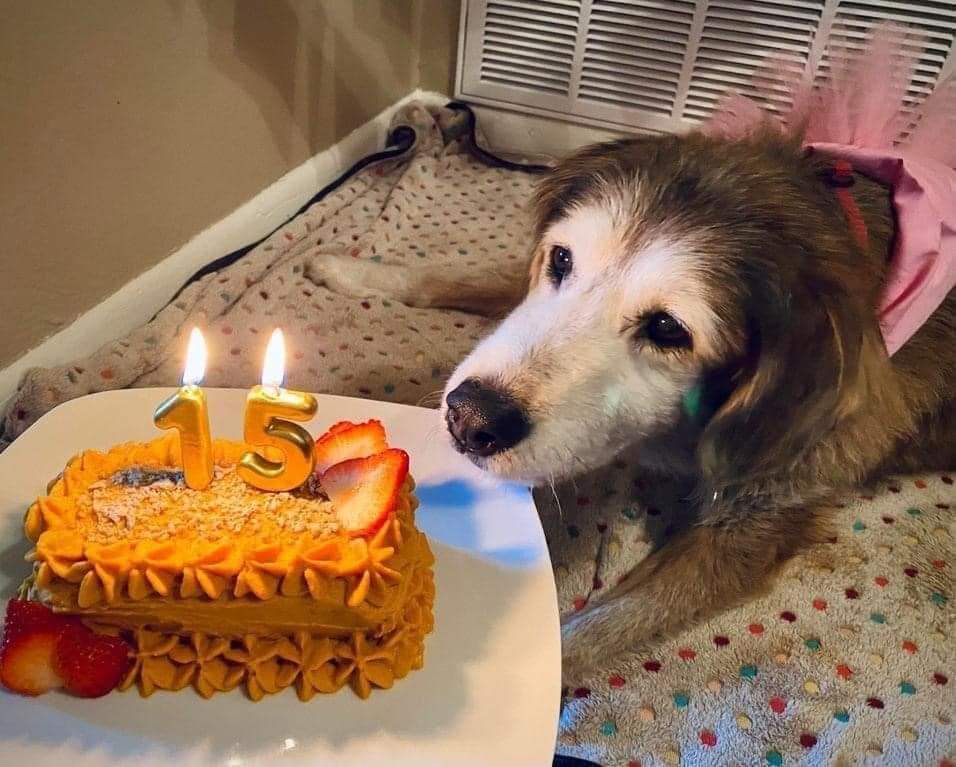 Happy Dog tweet media