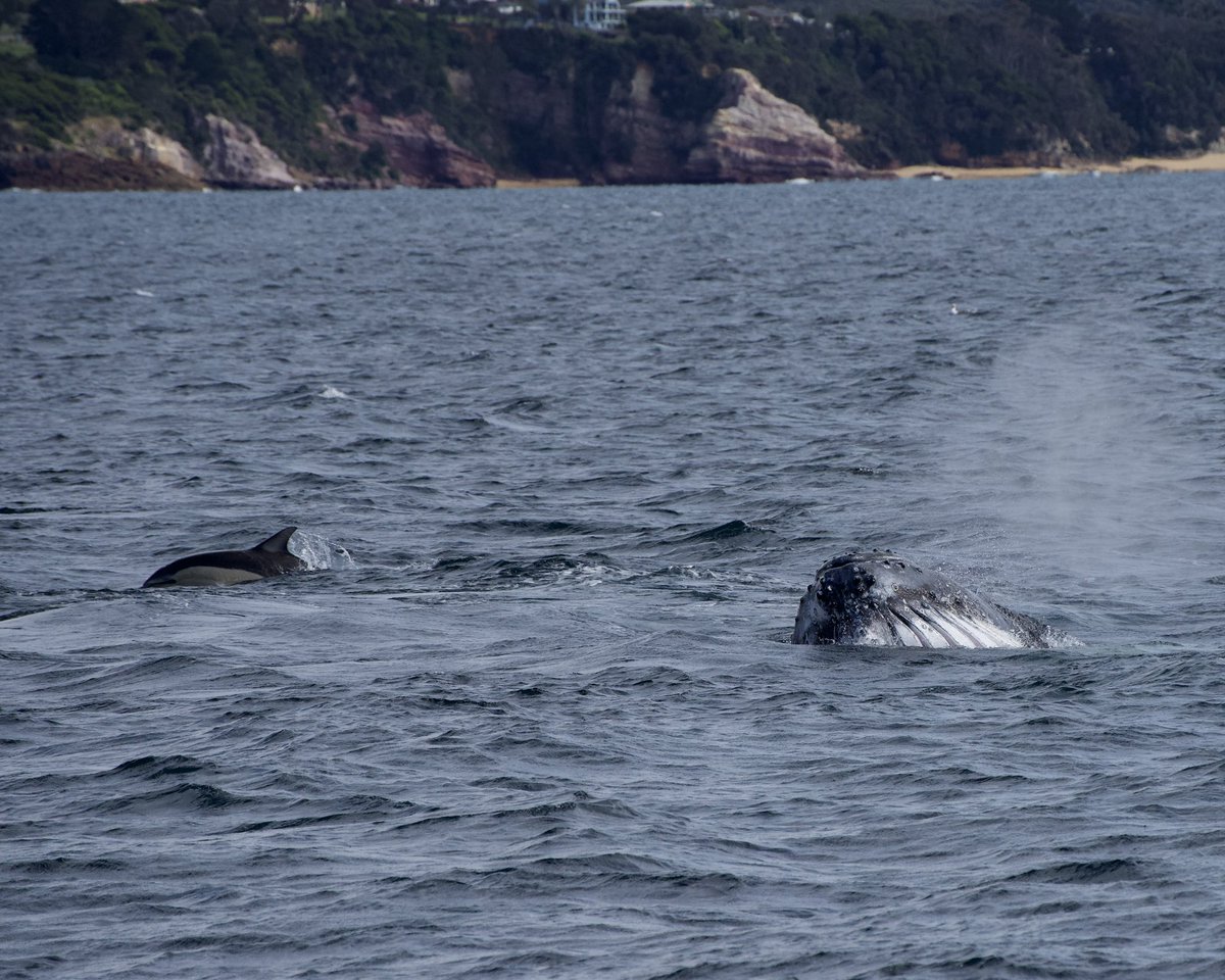 sarahmccullochh's tweet photo. I’m down in Eden, NSW, for my PhD fieldwork. So far I’ve been out on the water with Cat Balou for 4 days, and every day we’ve seen feeding #humpbackwhales! https://t.co/Xh6CpO1YVu
