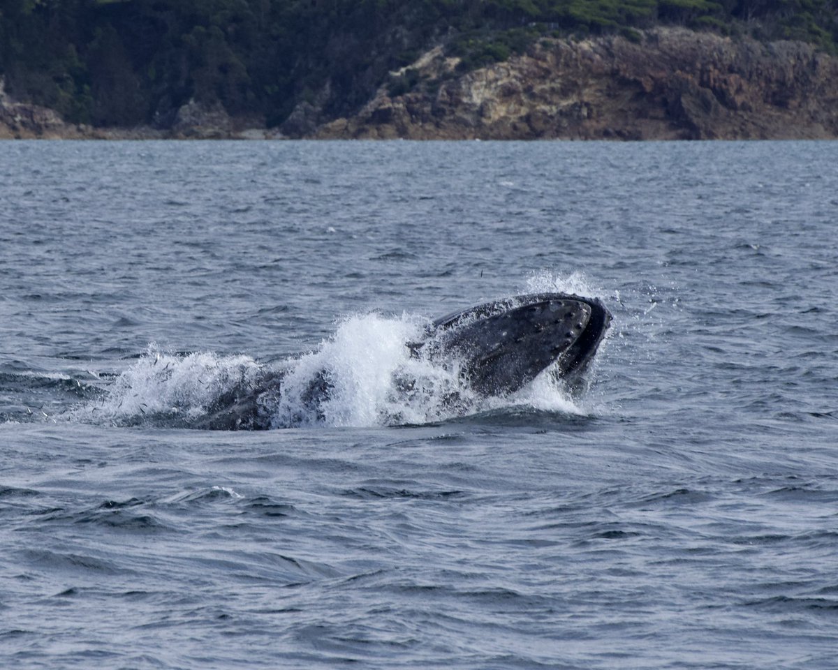sarahmccullochh's tweet photo. I’m down in Eden, NSW, for my PhD fieldwork. So far I’ve been out on the water with Cat Balou for 4 days, and every day we’ve seen feeding #humpbackwhales! https://t.co/Xh6CpO1YVu