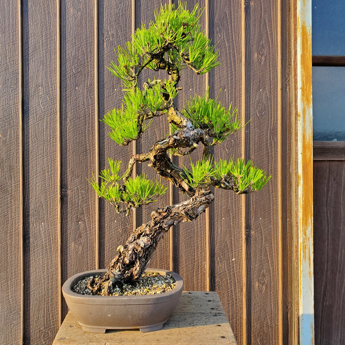 小品盆栽 山採り 杜松 ジン シャリ幹 樹齢50年超