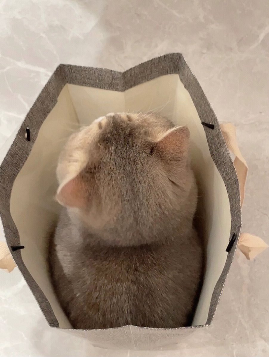 Chengmeili9's tweet photo. When I have cats around, I feel like my life is often fuller. https://t.co/JX2P5Ypm20