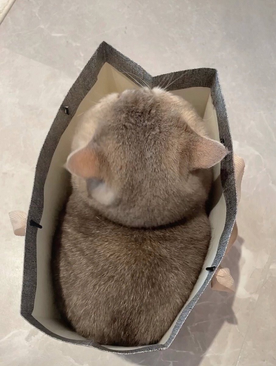 Chengmeili9's tweet photo. When I have cats around, I feel like my life is often fuller. https://t.co/JX2P5Ypm20