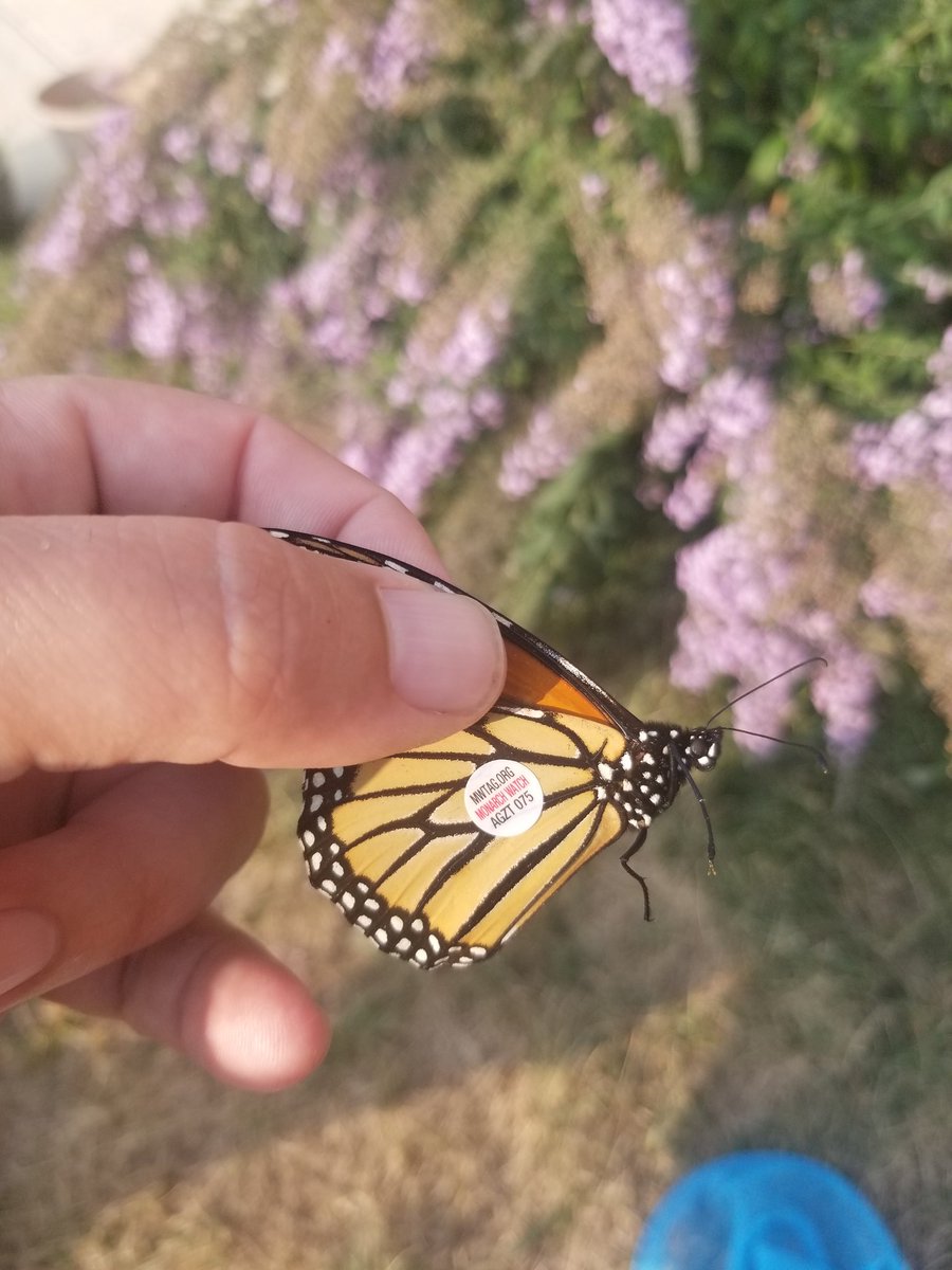 SciPierce's tweet photo. @monarchwatch Got our first tag of the season today @TheCreekMCMS https://t.co/iOJBeMScRA