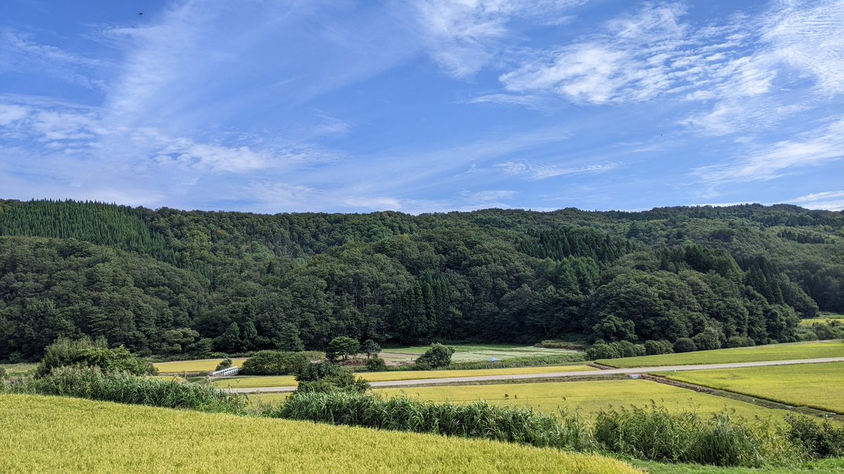 fum421's tweet photo. 今日の田舎事業所
秋晴れと稲がきれいだな🌾 https://t.co/0qmV31Dwgf