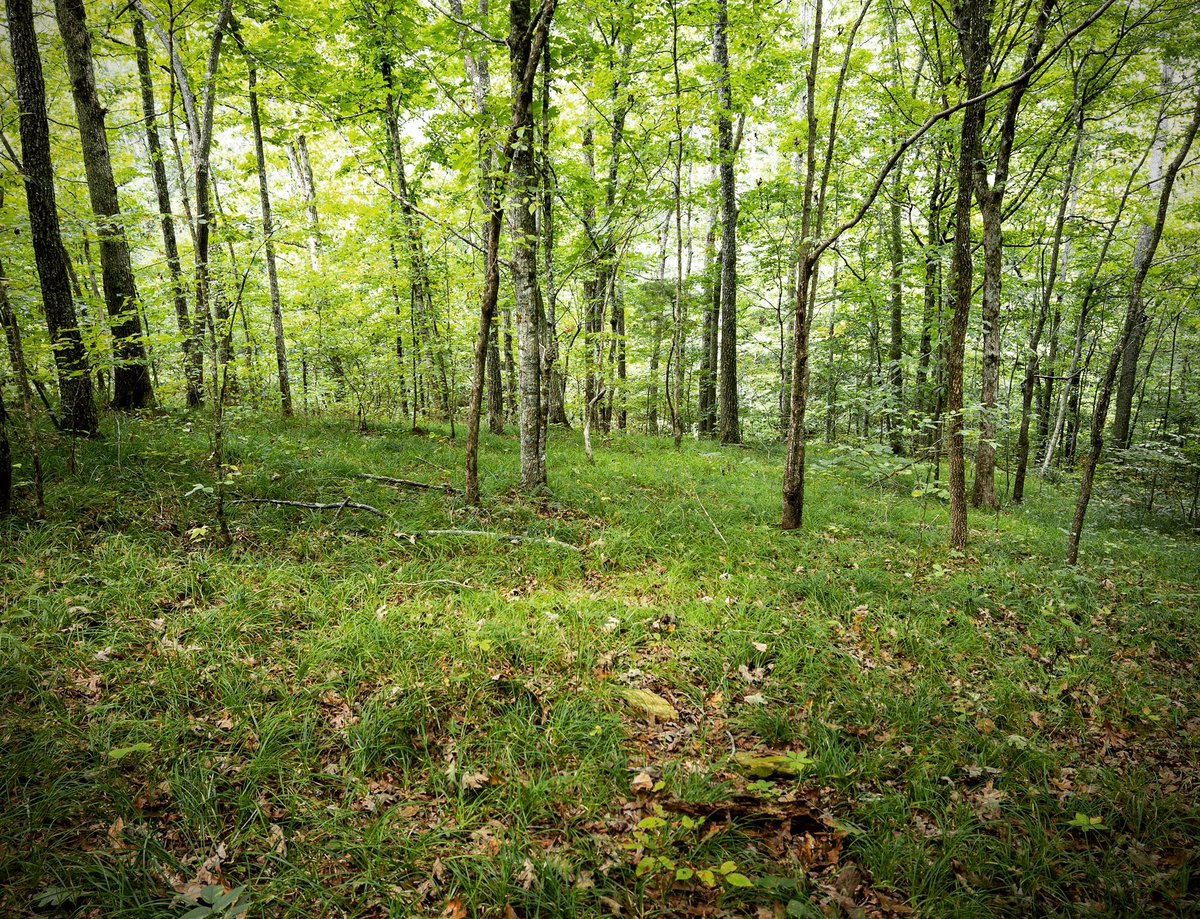 Hiking with friends  @beamanparknashville today and we saw so many different mosses, fungi, and, yes, some wildflowers. My favorite scene today is pictured with delicate light falling on the woodland and the ground covered with lush grass-like sedges.