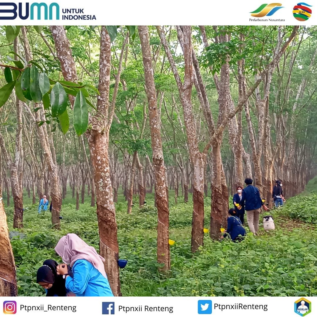 XiiPtpn's tweet photo. Kegiatan Mahasiswa praktek kerja di Kebun Renteng.
#BUMNUntukIndonesia 
#perkebunannusantara 
#PTPNXII 
#KebunRenteng https://t.co/dmhC9hpVwo
