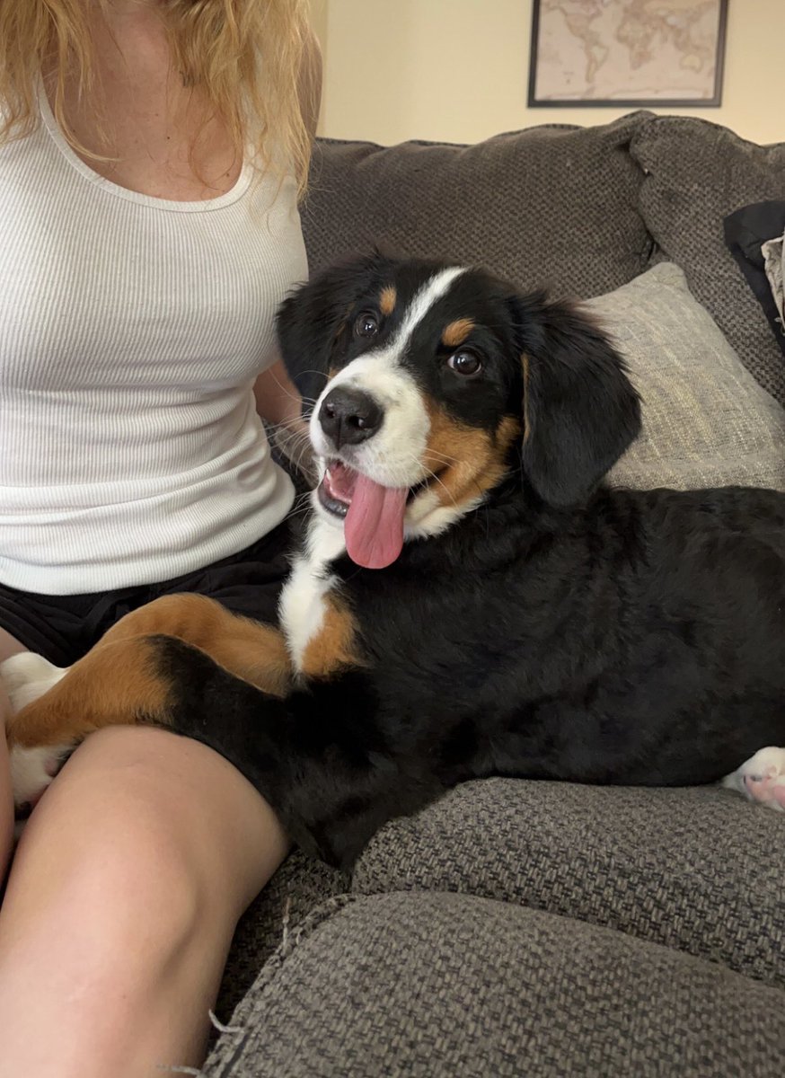 chloeschminke's tweet photo. i wan him https://t.co/DPjuo4BMV0