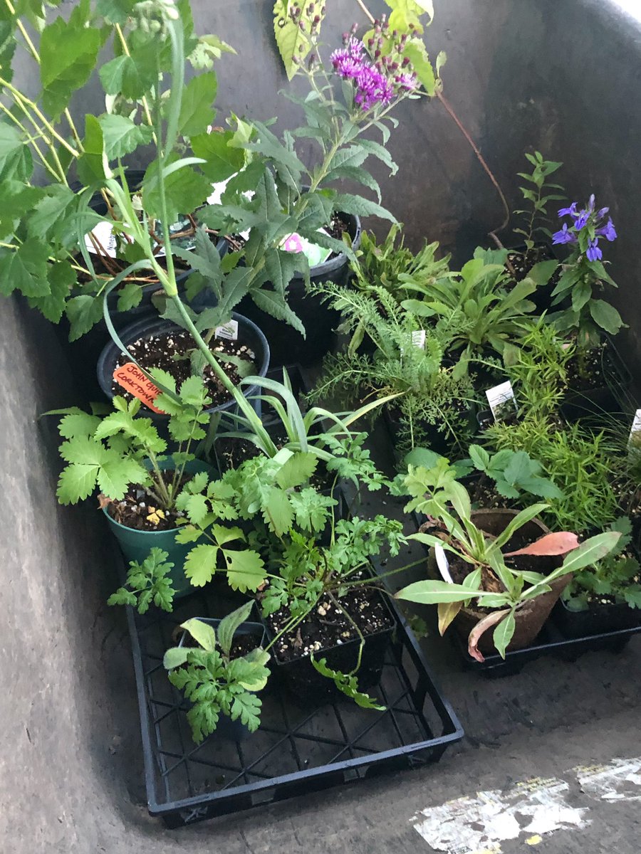 Corktown Common tweet media