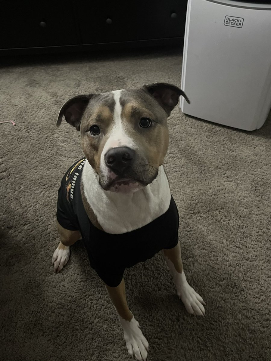 arisa on Twitter "petsmart has the cutest doggy shirts rn"