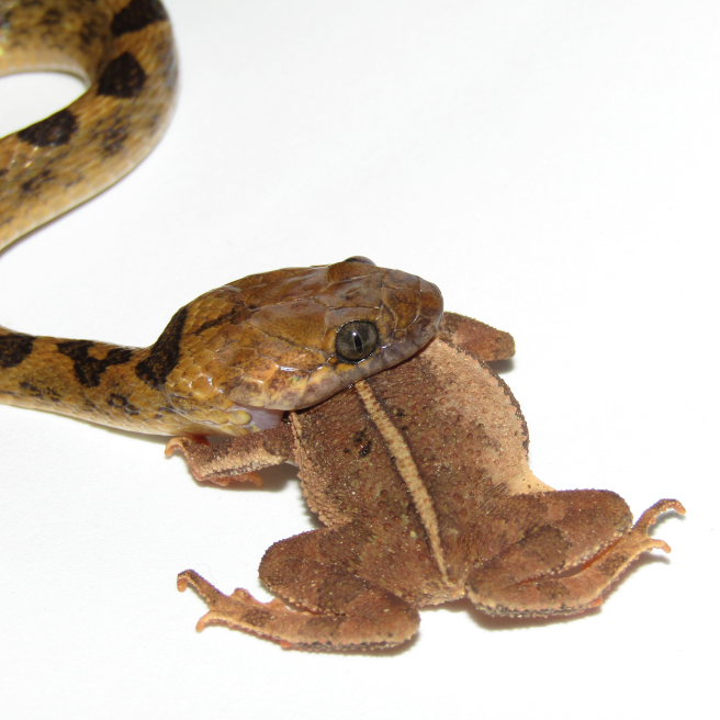 Have you seen our August issue?

The cover features a 📷 by Diego A. Gómez-Sánchez of a snake attacking a toad, demonstrating its resistance to bufadienolides

Read the full issue:journals.plos.org/plosgenetics/i…