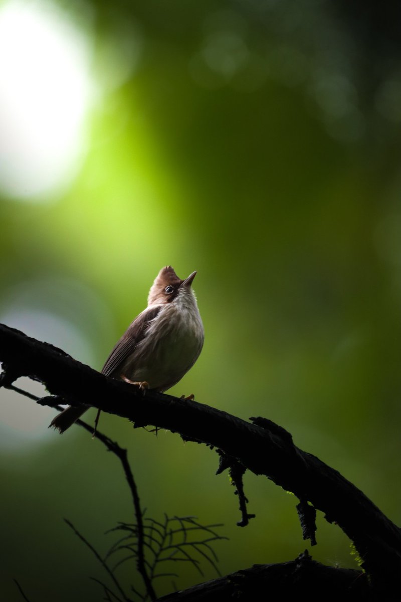 "Prayer" is the technique by which we tune ourselves to the highest perfection and thereby come to invoke in ourselves a greater perfection of both the mind and the intellect.