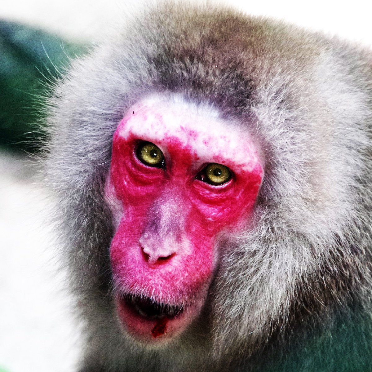 モノノケノノモ (@mononokenonomo) / Posts / X