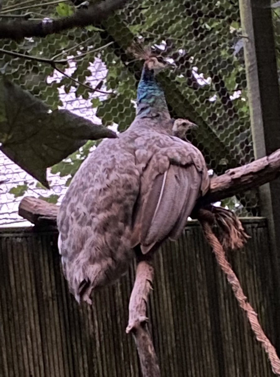 Benjamin Mee (@benjaminmee1) on Twitter photo As bird flu inches ever closer we’ve had to round up the free roaming peacocks <a href="/DartmoorZoo/">Dartmoor Zoo</a> into fine-meshed aviaries for their own protection. Mummy peahen comforts baby while they adjust to their new surroundings As bird flu inches ever closer we’ve had to round up the free roaming peacocks <a href="/DartmoorZoo/">Dartmoor Zoo</a> into fine-meshed aviaries for their own protection. Mummy peahen comforts baby while they adjust to their new surroundings