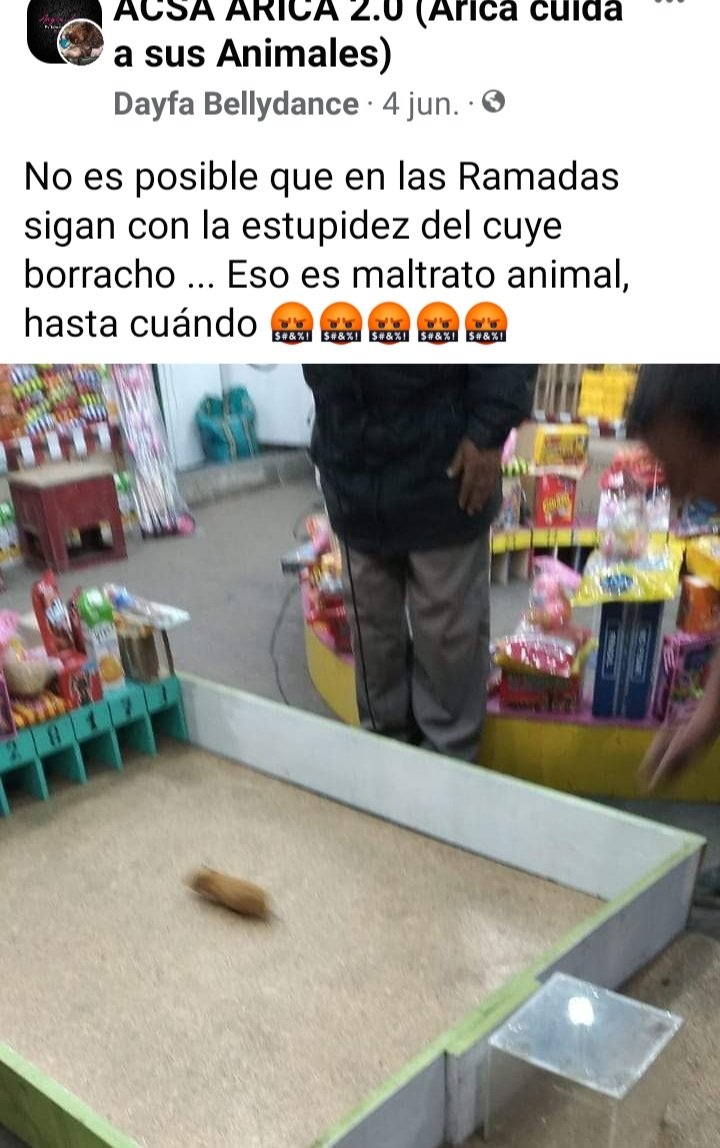 yovi1frerik's tweet photo. Ayuden con rt rt  plis !!
ojalá este año NO se permita  en #Arica usar animalitos  como ruletas..cuyes e incluso conejos como premio! además parlantes a todo volumen revientas sus oidos 🐭 
COMO NO INVENTAN OTRO METODO DE RULETA 🤦‍♀️
@Gerardo_Arica @EAlbasetti
#FiestasPatrias2022 https://t.co/yc30YjkRvU