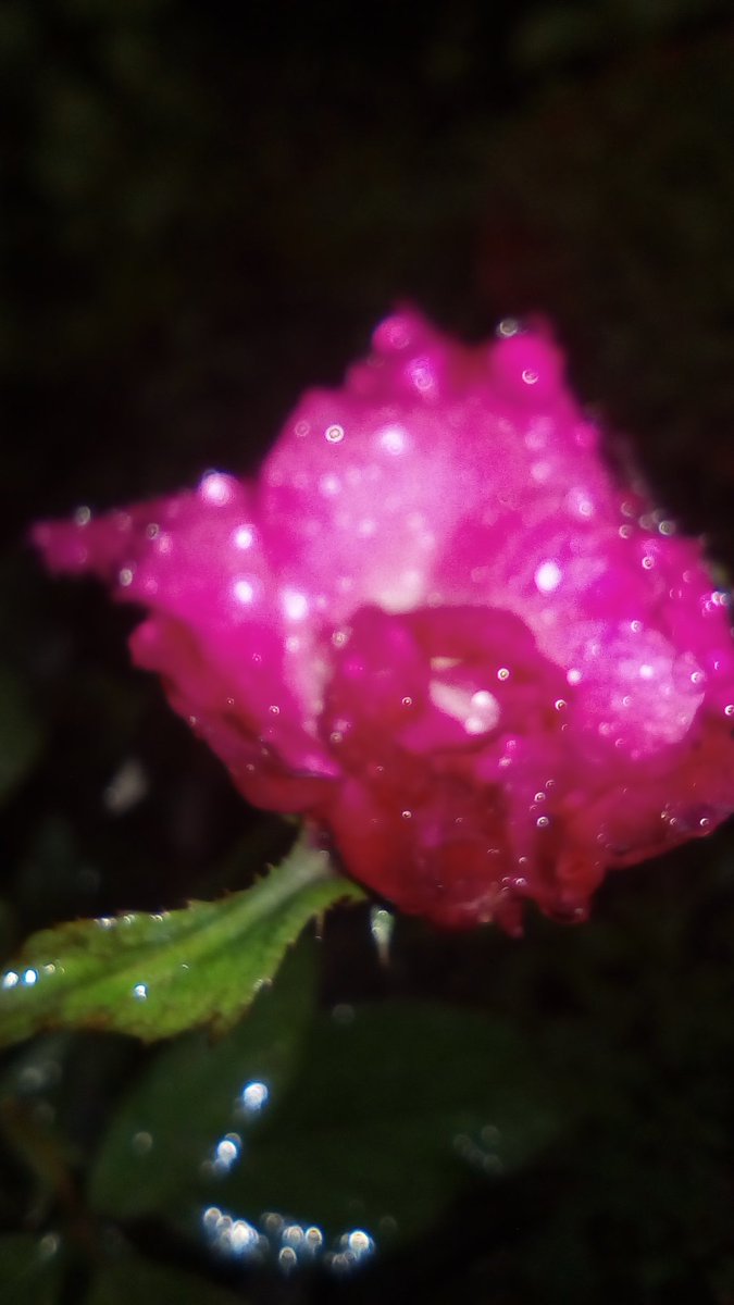 rahmansayedur01's tweet photo. আজকের বৃষ্টিভেজা গোলাপ https://t.co/U0RLiv5bTn