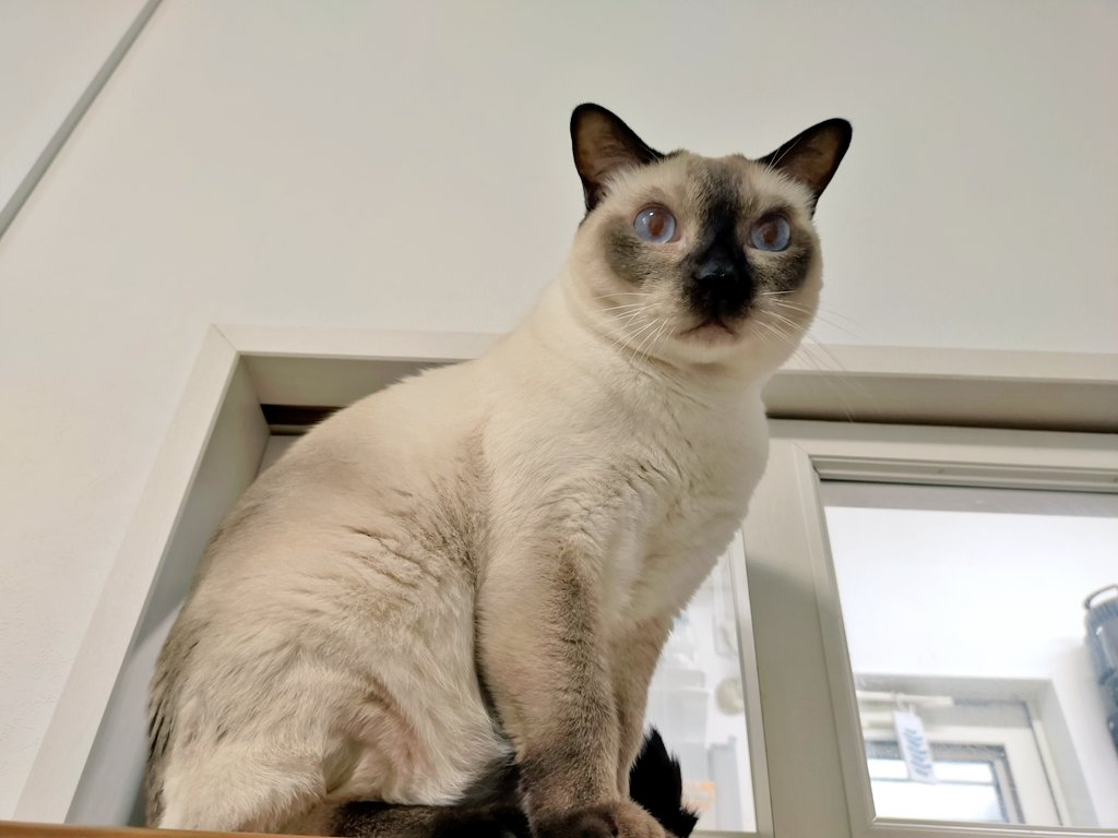 猫カフェ にゃーにゃーにゃー Nekocafenya Twitter 猫カフェ にゃーにゃーにゃー Nekocafenya Twitter