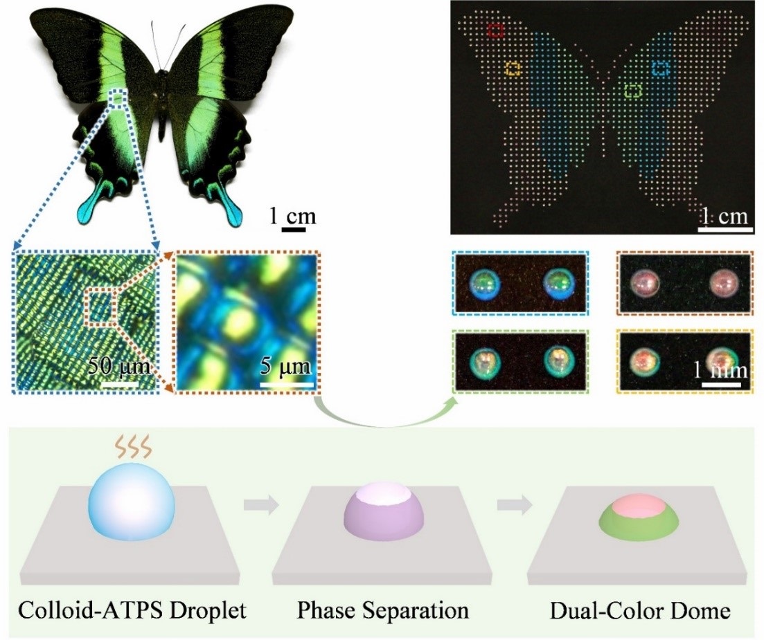 🦋An #HKU research team of the Department of Mechanical Engineering in collaboration with <a href="/UCAS1978/">University of Chinese Academy of Sciences</a> have made a key breakthrough in fabricating butterfly dual-colour domes programmable for encryption. More details at go.hku.hk/pr25029