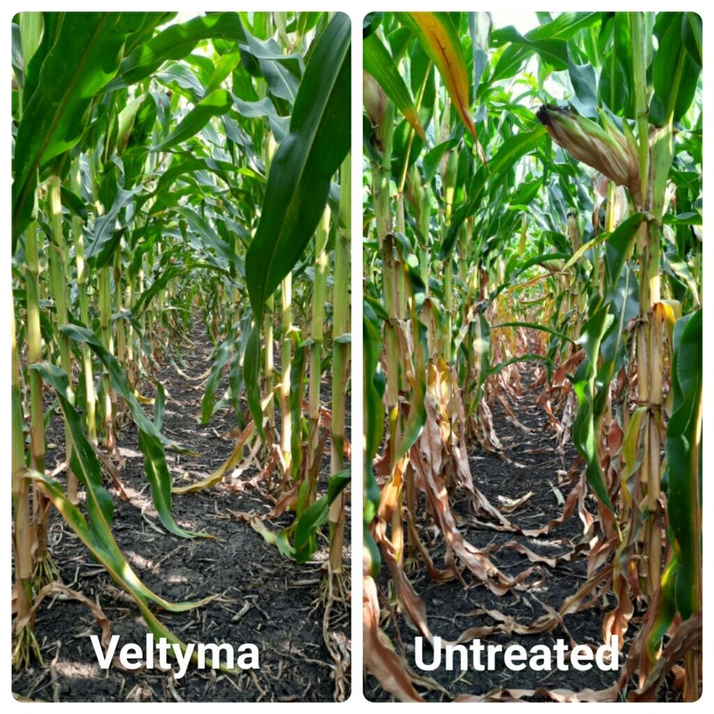 Veltyma fungicide keeping the corn greener longer = helping with late season grain fill! #PlantHealth #Veltyma #BASF
@BASFAgProducts