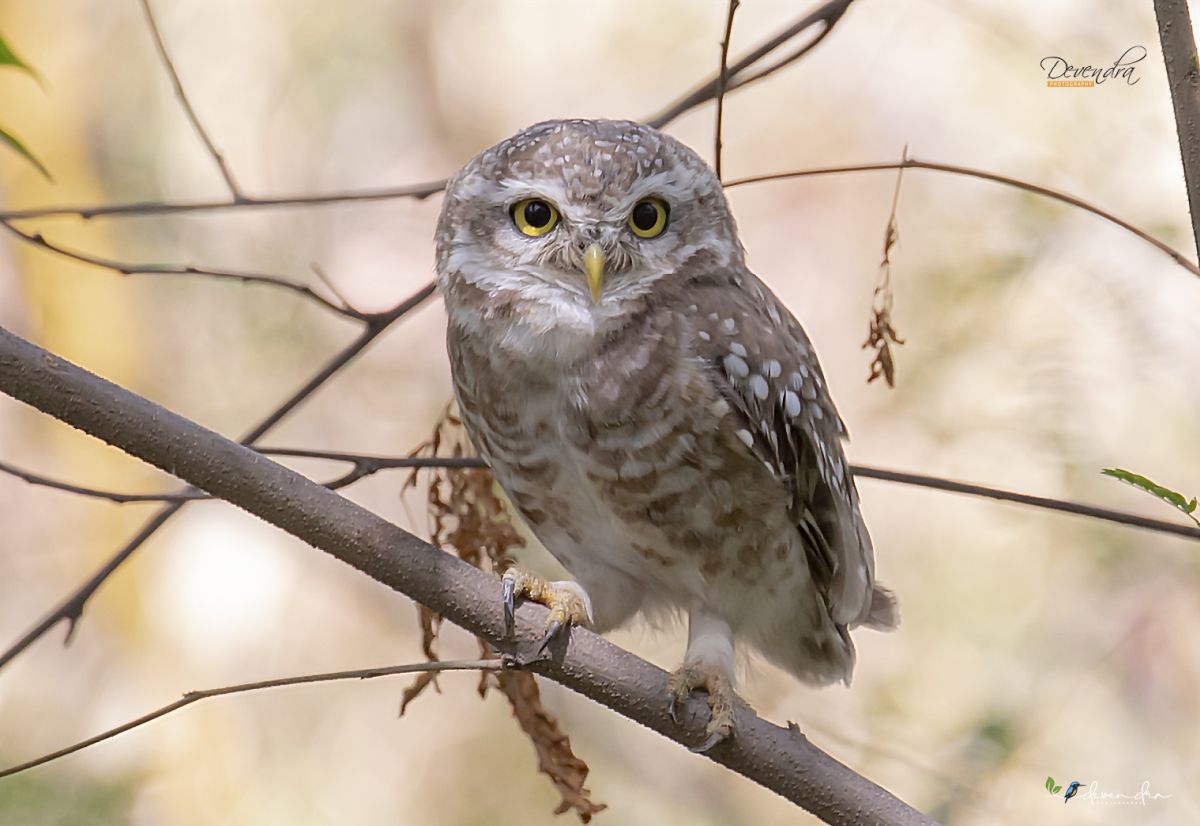 Cute and inquisitive stare....
#TwitterNatureCommunity #TwitterNaturePhotography #indiaves #natgeoindia #natgeolens #spottedowlet #owls #birdphotography #birdwatching #bbcbirds #photographersofindia #birding #birdsofindia #naturelovers #nature #naturephotography #bird #birdcp