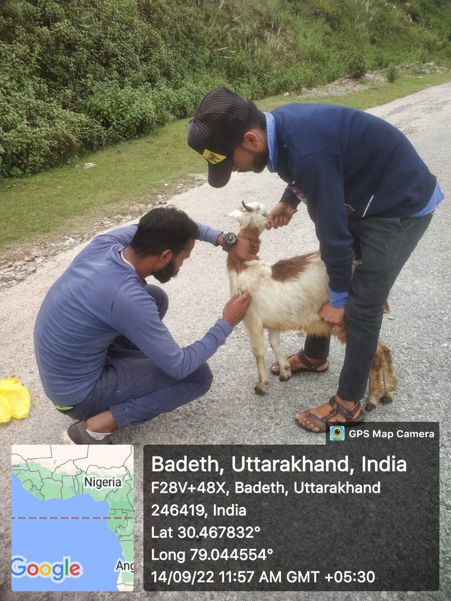 fiurudraprayag's tweet photo. ग्राम नैणी पोंडार, चमसिल तथा अखोड़ी में बकरियों की टैगिंग की गयी एवं परियोजना के माध्यम से लाभार्थियों को स्वस्थ बकरियों का वितरण किया गया! #GoatsTagging #GoatsDistribution
#NCDC #UKCDP_USGCF @basava_ias @mdusgcf @aviddn @Uttarakhandcoo1 @SANJAYK47559742 https://t.co/NvW8vW7tHS