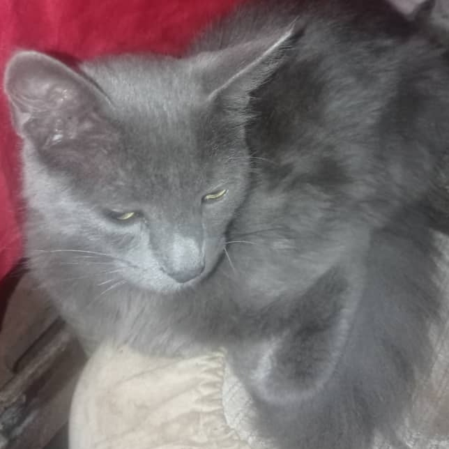 Extraviado hoy 14 de septiembre por San Bernardino plaza estrella en la tarde por favor quien lo tenga agradecemos lo devuelvan 04142455142 #caracas #SanBernardino se busca por favorrrrr macho