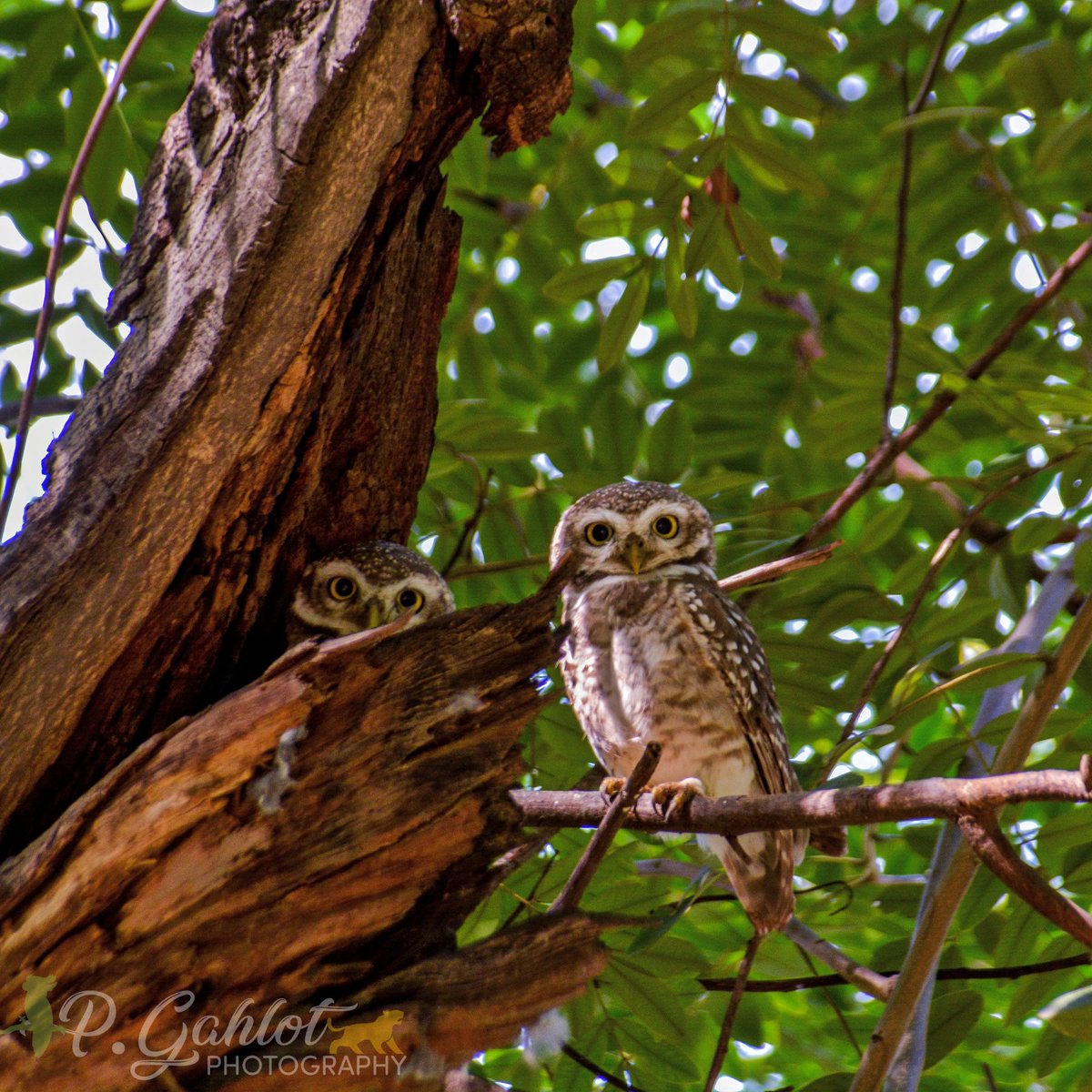 Do you like owls?
I think they have spell some magic on me. Whenever I see them, I am lost in them.
Spotted owlets🦉

#IndiAves #birdphotography #birding #birdwatching #BirdsSeenIn2022 #BirdsPhotography #ThePhotoHour  #BBCWildlifePOTD  #TwitterNatureCommunity #wildlifephotograpy