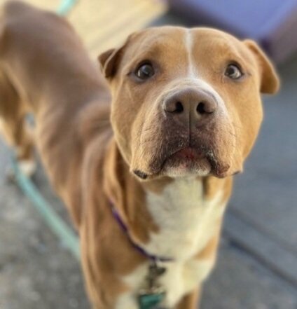 NMBewitched's tweet photo. #NYCACC
Kill List 9/15
Henrietta #151974 $349
Crystals #144579 $512
Good dogs lost in a sea of horror stories
Love to be talked to & given attention. Dog friendly
So why are they waiting?
Not sure but let's share them & change their fate
#Foster
DM @SuzanneSugar
#Pledge https://t.co/wQloWWHqNl