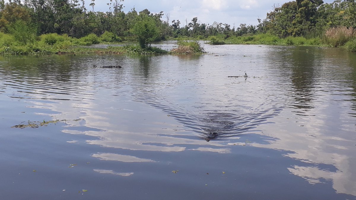 bernardreimer's tweet photo. Alligators voeren in de Louisiana bayou. https://t.co/mcmx0OtprD