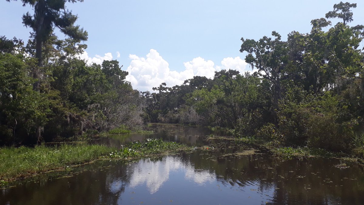 bernardreimer's tweet photo. Alligators voeren in de Louisiana bayou. https://t.co/mcmx0OtprD