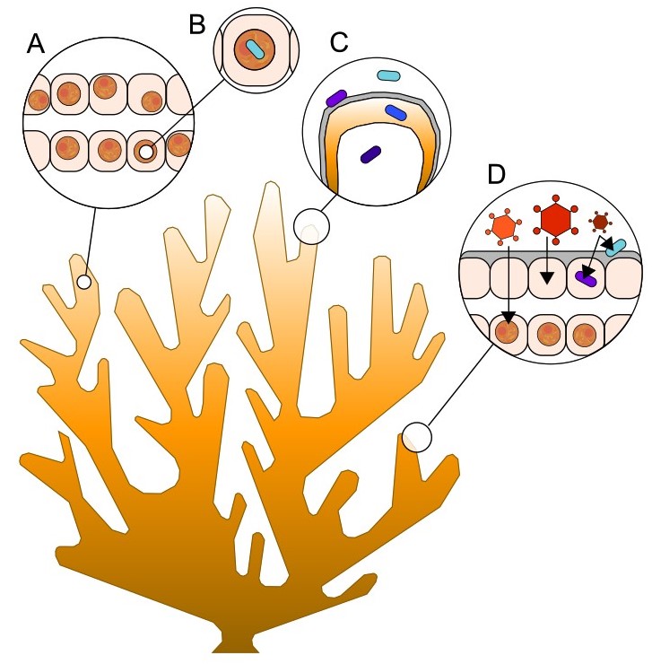 Coral Reef Conservation and Restoration in the Omics Age, edited by Madeleine van Oppen @spectacularia &amp; Manuel Aranda @CoralSymBiomiX, is online! Madeleine and I contributed a chapter on increasing coral thermal tolerance via microbe manipulation - bit.ly/3U9f7aF