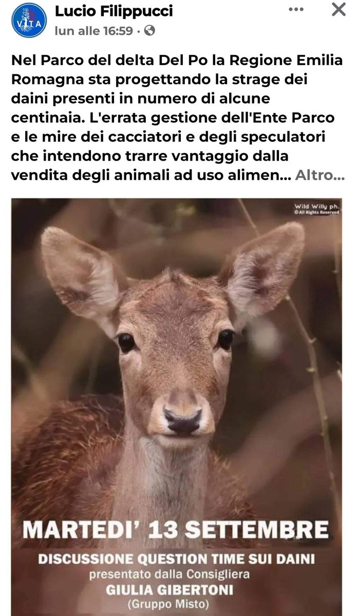 doctormabuse18's tweet photo. No alla STRAGE dei #DAINI nel PARCO DEL #DELTA di #COMACCHIO. No al business di cacciatori e speculatori #Vita si schiera contro mattanza.
#emiliaromagna #Emilia #parcodeldelta #focipo #volano #lidonazioni #Ferrara #bonaccini #votalavita @BarillariDav https://t.co/APrjjofPYp