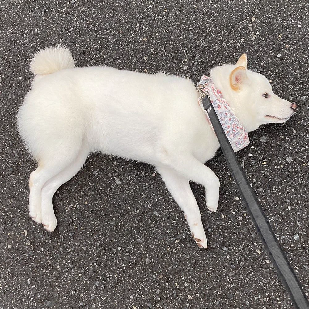 @shiba_kotaron 30歩でこの状態・・・
60歩で完全に寝転がってやる気ゼロになるパターン（笑）
帰りは抱っこされて…😝
でも犬って可愛い✨
Twitterアカウントを愛嬌ある素敵なものにしていきます🔥是非プロフとかを見に来てください✨ 