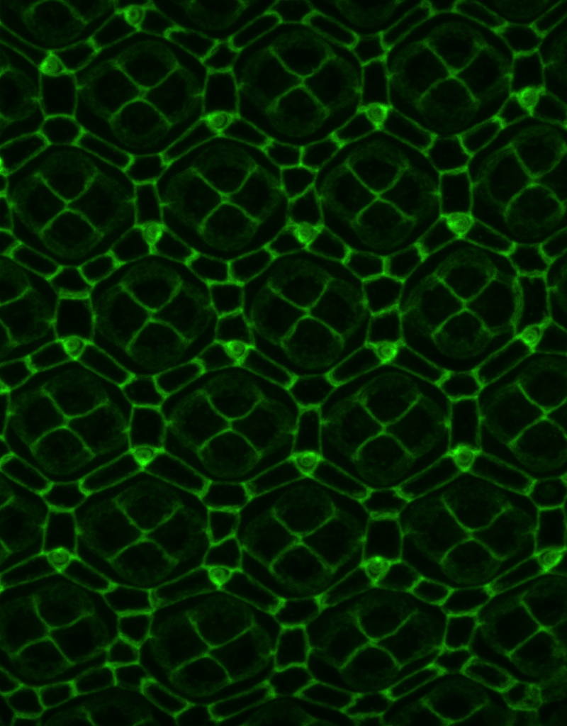 Massey Neurogenetics Lab tweet media