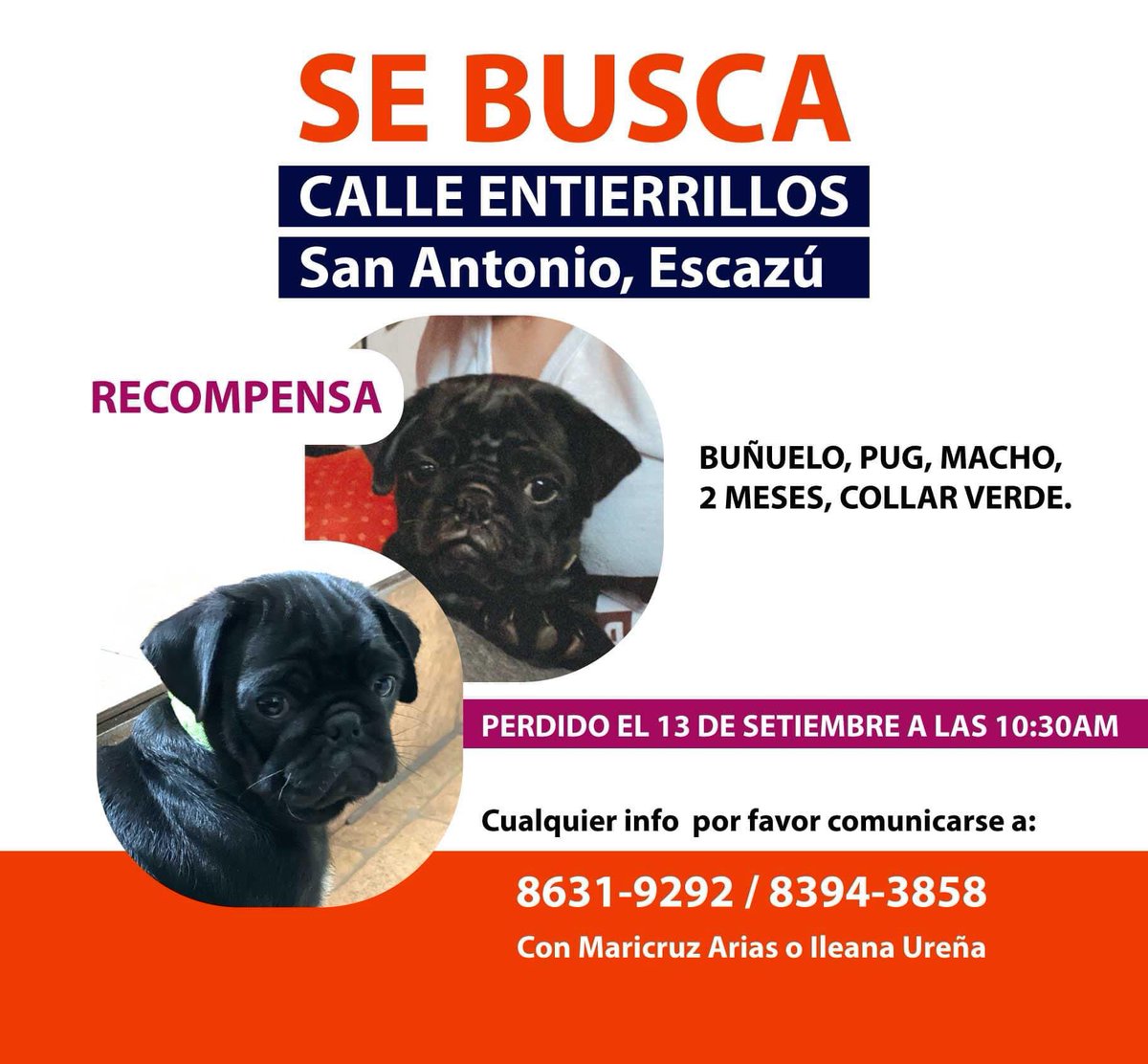 Por favor RT!!! 
Buñuelo es de una amiga, el tiene un hogar y quieren encontrarlo🙏🏽🙏🏽