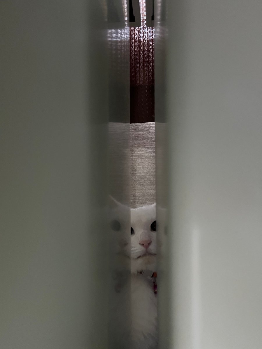 usagiya11's tweet photo. こわいよう。
掃除機こわい。。

#しろねこ
#ねこちゃん
#ねこのいる事務所
#ねこのいる暮らし 
#保護猫
#掃除機 https://t.co/6FcQOnnSRV