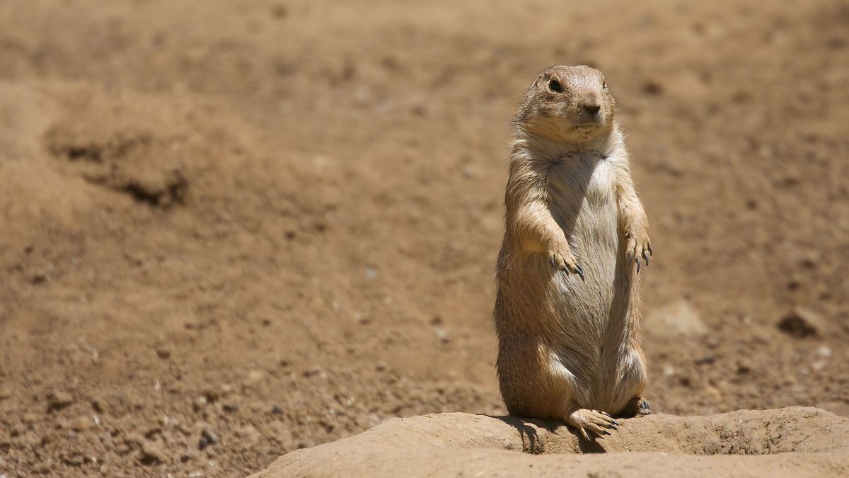_bucketlistpost's tweet photo. Wednesday, September 14th, 2022 Bucket List Item:

• See the prairie dogs at Badlands National Park in South Dakota

📍South Dakota, USA

#travel #traveling #bucketlist #BUCKETLIST #southdakota #nationalpark https://t.co/K7phIJgpfV