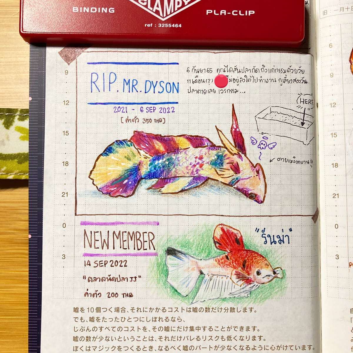 RIP ไดสัน 6 กย. 🐠🪦 😭
Welcome รันม่าคุง 14 กย. 🐠🏡 

#Betta #ปลากัด #hobonichi