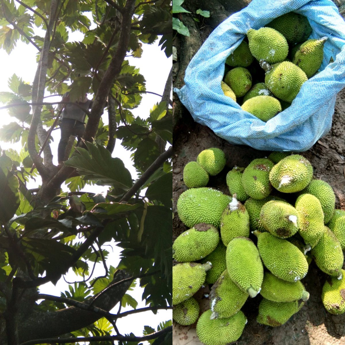 altertarlaq's tweet photo. Harvest time again. #breadNUT #kamansi https://t.co/yADgwtFXHR