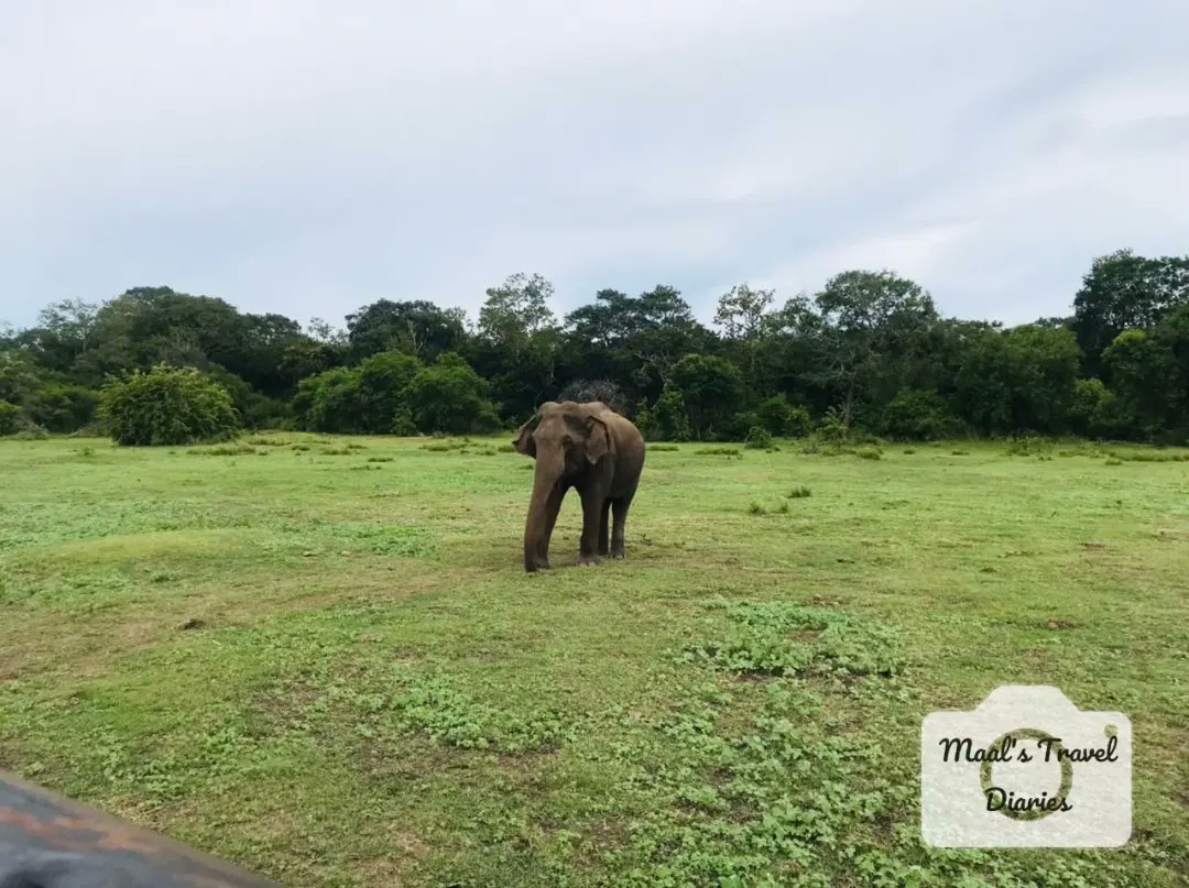 MaalsDiaries's tweet photo. මින්නේරිය සෆාරි 🐘🐘 https://t.co/4nE9iSEuaw