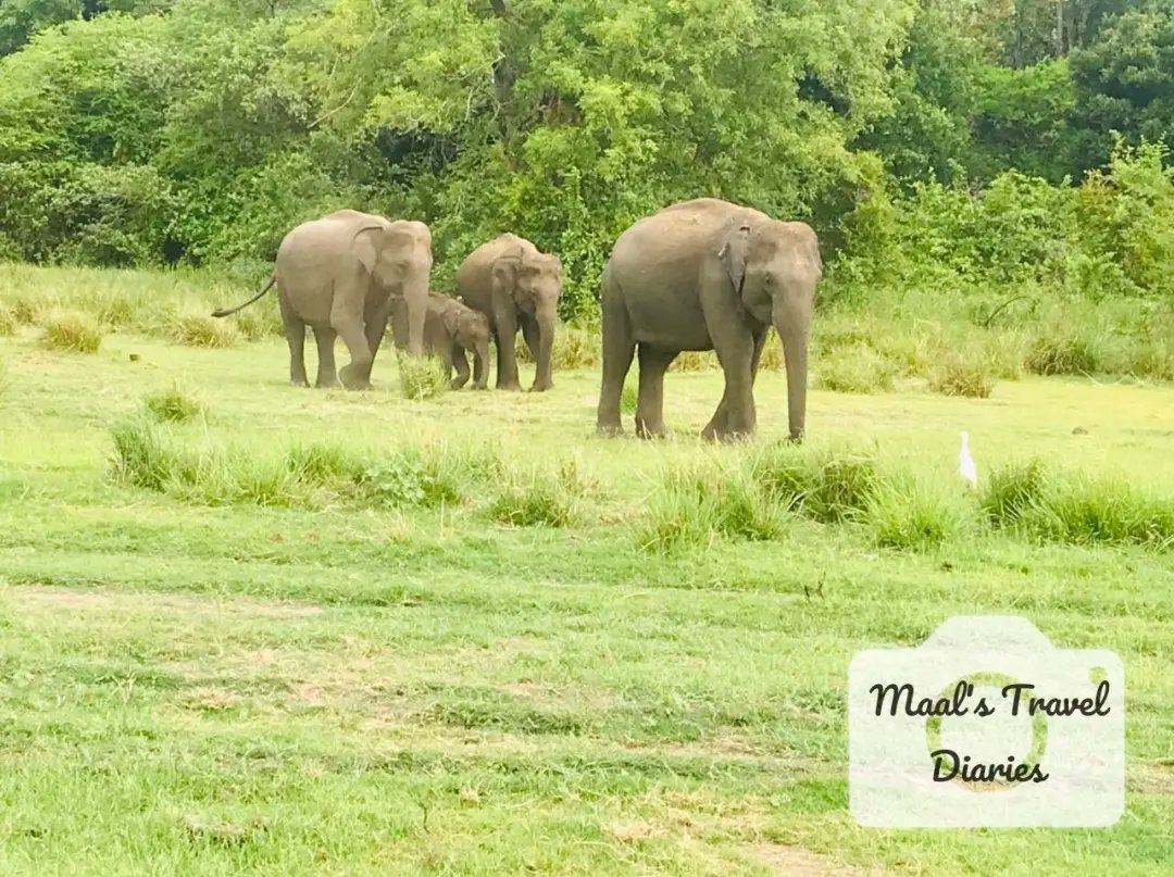 MaalsDiaries's tweet photo. මින්නේරිය සෆාරි 🐘🐘 https://t.co/4nE9iSEuaw