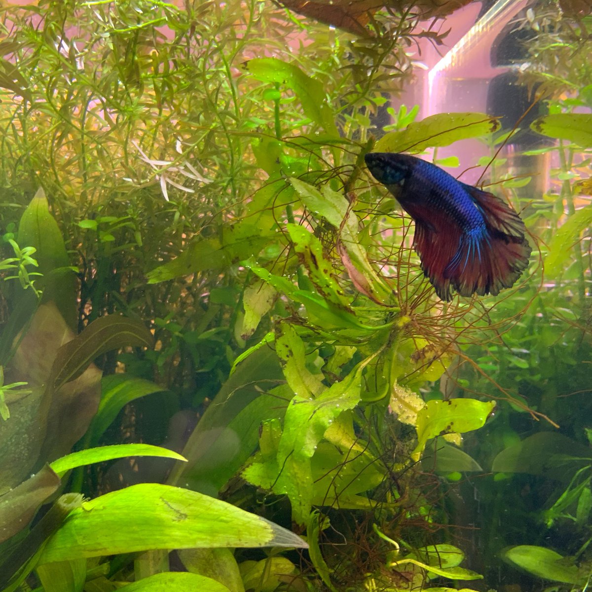 LatinaRanting's tweet photo. Look at this pretty boi 🥰
I think he likes his new home. Still thinking of a name for him. #Bettafish #walstadmethod #PlantedFishTank https://t.co/FXfdiiq4hS