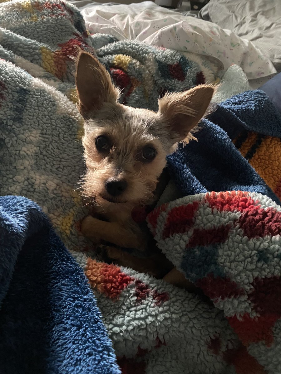 JennPetree's tweet image. Pretty sure this girl is loving her @PendletonWM blankets! #pendleton #chorkie #rubyrow #dog