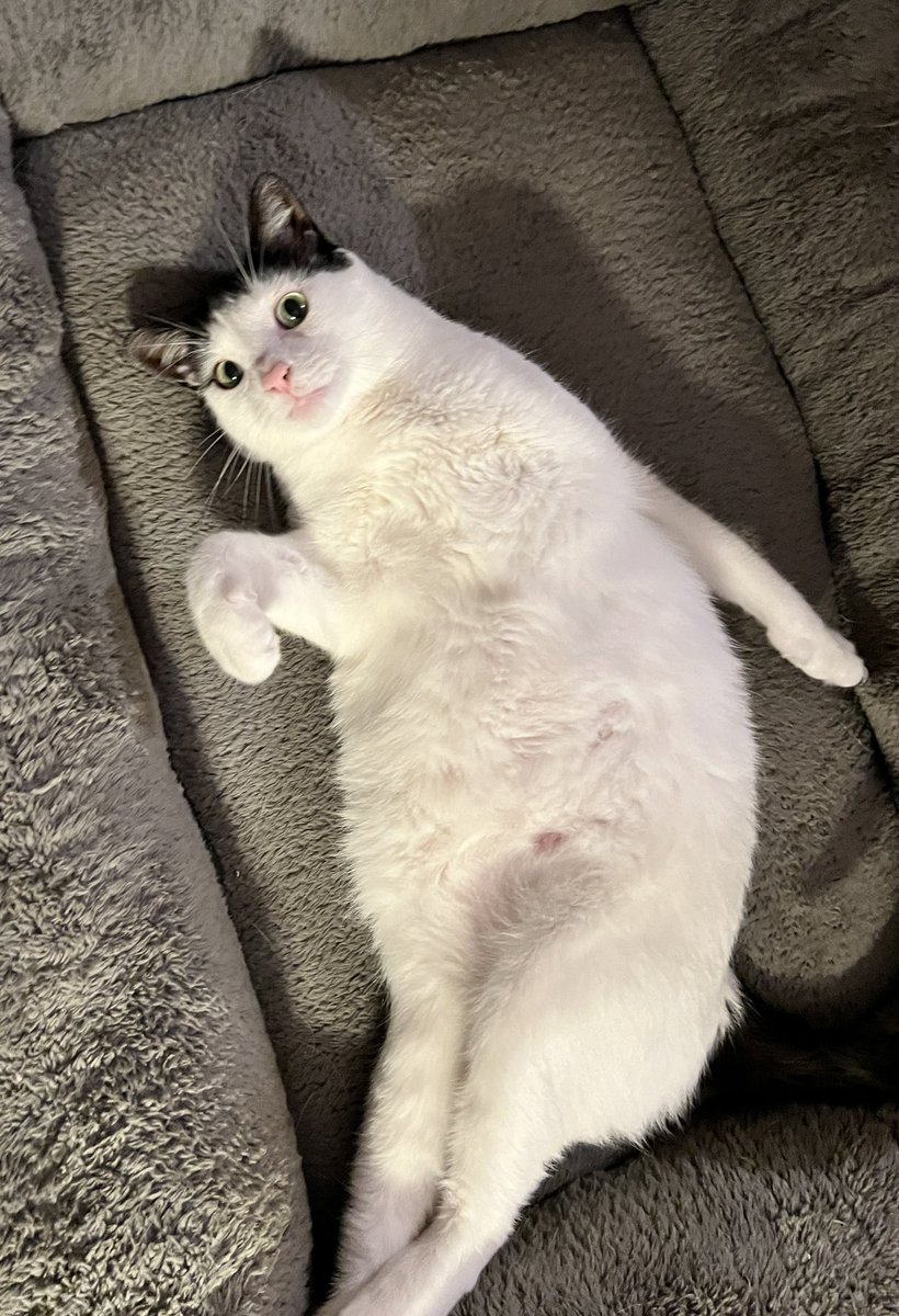 realDJSui's tweet photo. CHONK https://t.co/SEMOEz2wZk