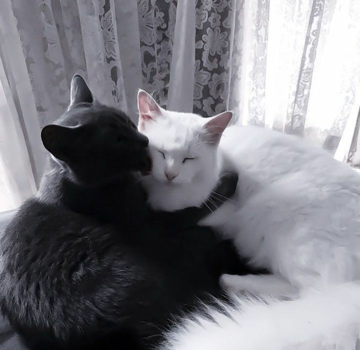 DARKESTV0ID's tweet image. 0:00 @97MORPHINE eu te amo muito, meu gatinho 🫶