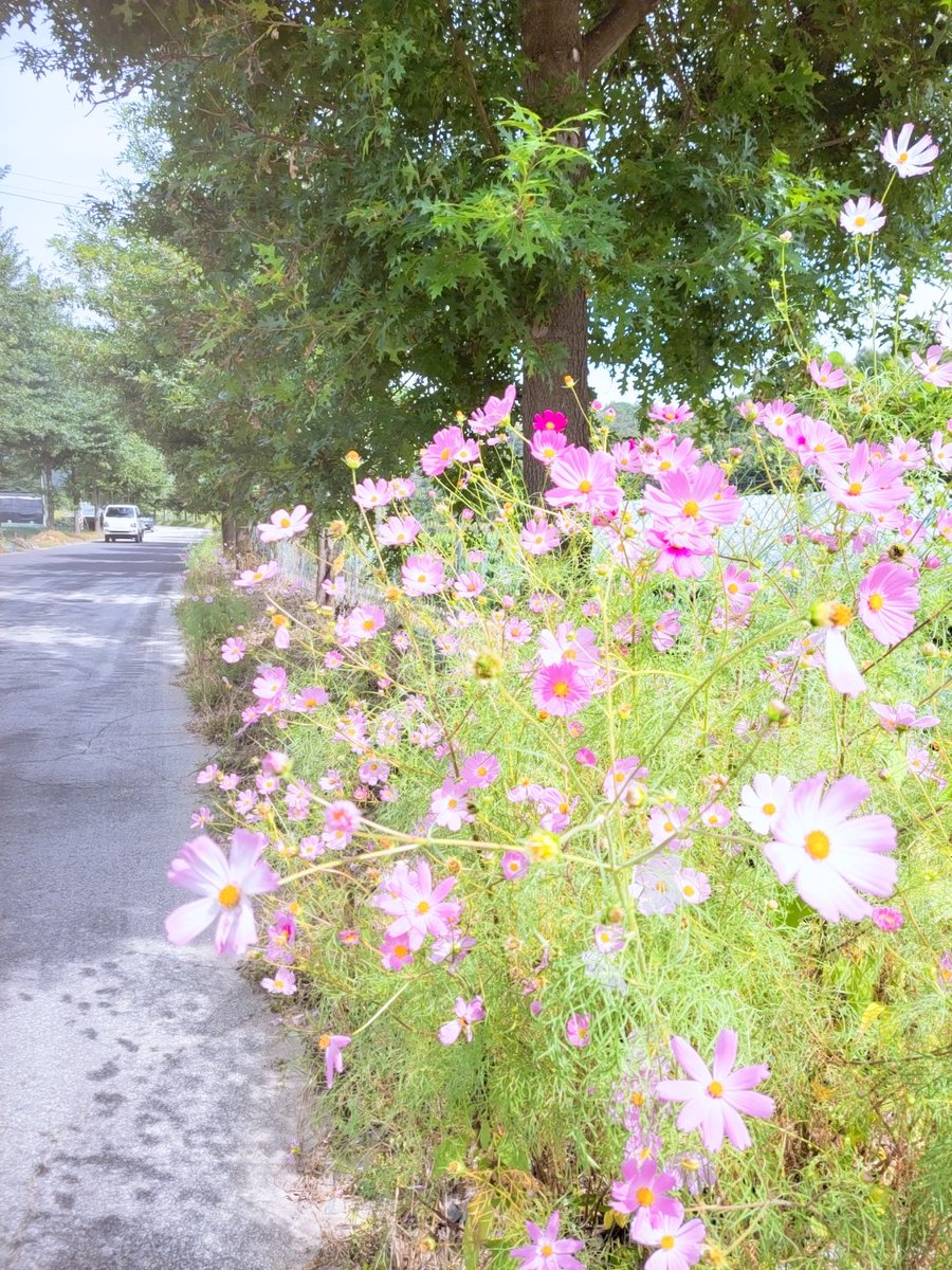 upgle_i's tweet image. 메타버스강의 마치고 가는길에 길가에 핀 코스모스가 차를 멈추네요😍

#민통선 #메타버스교육 
#코스모스 #가을