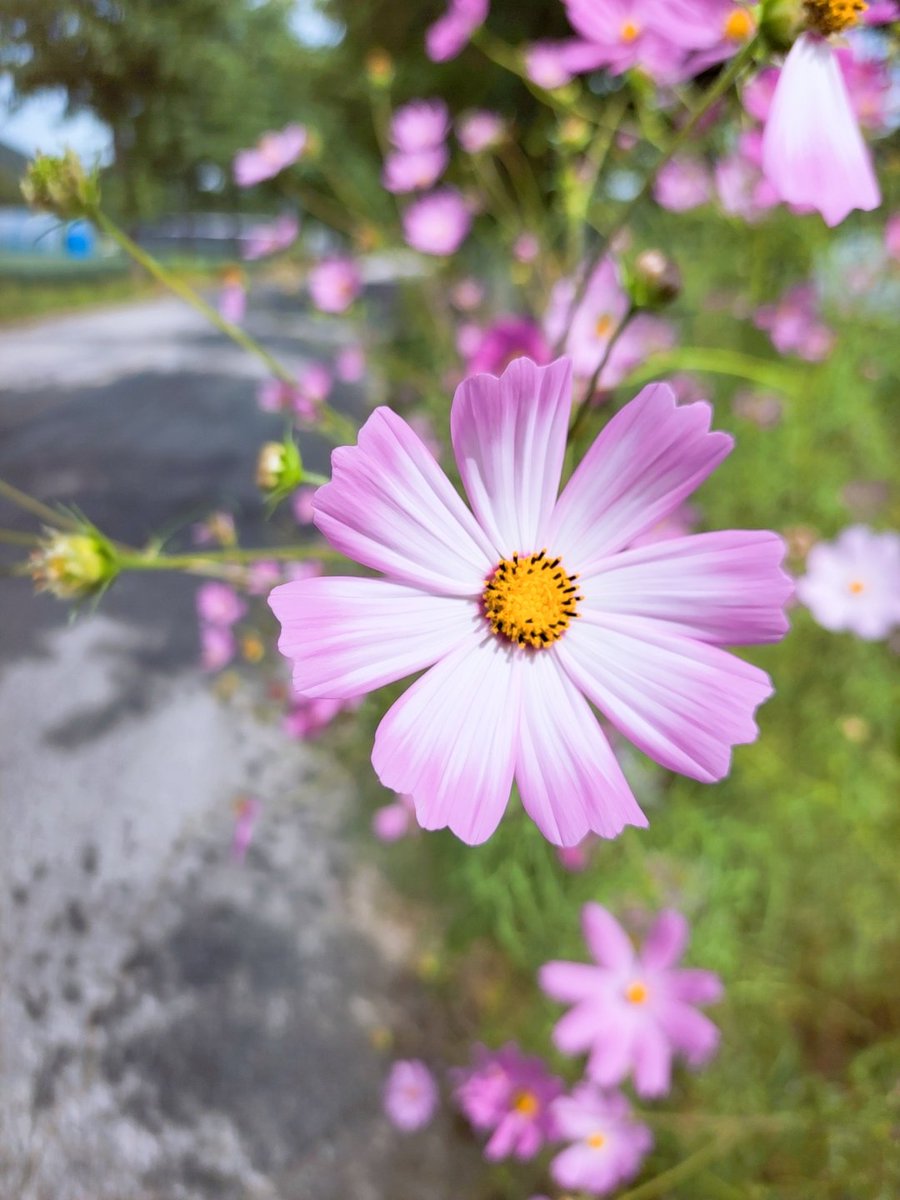 upgle_i's tweet image. 메타버스강의 마치고 가는길에 길가에 핀 코스모스가 차를 멈추네요😍

#민통선 #메타버스교육 
#코스모스 #가을